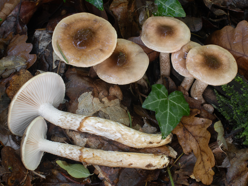 Hygrophorus glutinifer Hygrophorus persoonii